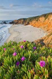 Scientific names are in red color. 72 Beach Flowers Ideas In 2021 Beach Flowers Flowers Beach