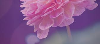 | see more about flowers, spring and pink. The Most Beautiful Lotus Flowers Grow In The Deepest Mud By Boom Shikha Medium