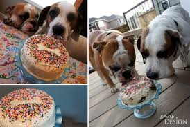 14 Dog Birthday Cake Cupcake Homemade Recipes Playbarkrun