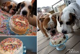 I'm really excited to try out these recipes!!! 14 Dog Birthday Cake Cupcake Homemade Recipes Playbarkrun