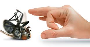 The property should be inspected and any pest infestations should be removed thoroughly by a professional pest control service provider before a new tenant occupies the property. Who Is Responsible For Pest And Termite Control Landlords Or Tenants In York Pa Bj Riley Pest Control York Pa Ants Bees Wasps Termites Carpenter Ants