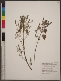 Image result for Basilicum polystachyon