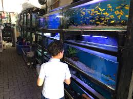 Memang ikan hias itu menjadi serta tidak hanya menjual ikan saja, namun seluruh perlengkapan dan peralatan. Jual Ikan Hias Bintaro Pasar Modern Bintaro Sektor 7 Bisnis Fun Com