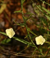 Image result for Xenostegia tridentata