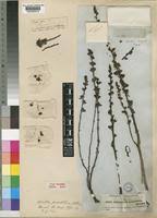 Image result for Alectra orobanchoides