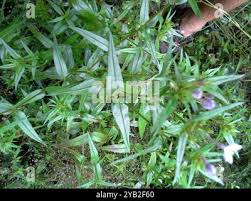 Image result for Conostomium natalense