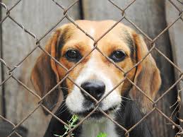 We did not find results for: Creative Ways To Build An Outdoor Dog Kennel