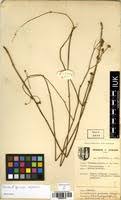 Image result for Schinziella tetragona