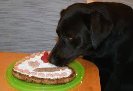 Hundekuchen Selber Machen Torte Fur Hunde Jack Auf Reisen In 2020 Hunde Kuchen Hundekuchen Hunde Kekse Rezept