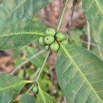 Image result for Polysphaeria