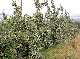 Growing dwarf apples for the home gardener abound. Van Den Ende What Are The Problems With Branches Good Fruit Grower