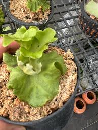 Image result for Platycerium