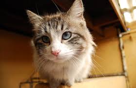 Pure breed british shorthair kittens for sale. Ojos Azules Cat Breed