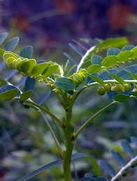 Image result for Phyllanthus udoricola
