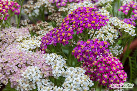 Stiefmütterchen bieten eine farbenfrohe bepflanzung im herbst und frühjahr. Die Besten Dauerbluher Langbluhende Stauden Und Bodendecker