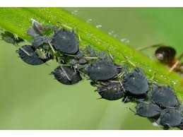 Image result for mospilan prodej