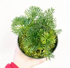 Image result for Elaphoglossum