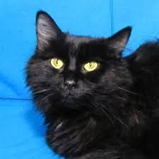 Adopt Emo On Petfinder Long Haired Cats Black Cat Cats