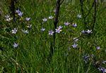 Image result for Wahlenbergia undulata