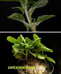 Image result for Dorstenia cuspidata