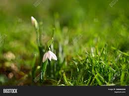 Plant can reach up to 12 feet tall, perfect for creating living fences or adding privacy to the landscape. First Spring Flowers Image Photo Free Trial Bigstock