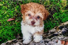 Maybe you would like to learn more about one of these? All About The Havanese The Paw Print