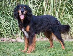 Check spelling or type a new query. Dog For Adoption Bocce A Gordon Setter In Boise Id Petfinder