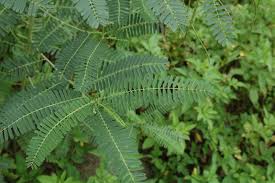 Image result for Sesbania sericea