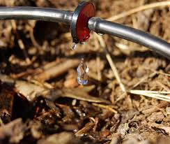 In a small home orchard, you may be able to water a few trees with a basic garden hose. How To Water Fruit Trees In Hot Climates The Right Way Garden Of Luma