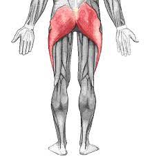 Gluteal Muscles Wikipedia