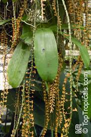 Image result for Chamaeangis