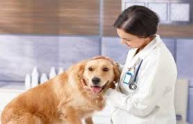 Our pet store services include: Emergency Care At Cornerstone Animal Hospital Cornerstone Animal Hospital