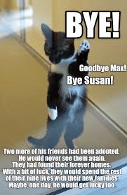 Bye Cute Cats And Kittens Funny Cat Memes Cute Baby Animals