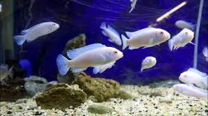 Selain warna kuning terdapat juga warna hitam yang tampak di bagian sisi atas siripnya yang berpadu dengan warna kuning dan putih. Snow White Ikan Hias Kecil Cichlid Putih Youtube