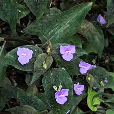 Image result for Tinnea galpinii