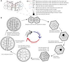 Maybe you would like to learn more about one of these? Multi Scale Computational Study Of The Mechanical Regulation Of Cell Mitotic Rounding In Epithelia