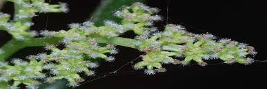 Image result for Droguetia iners