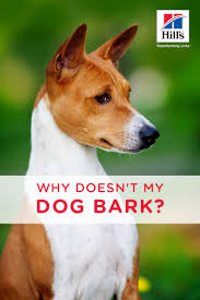 Should I Be Concerned My Dog Isn T Barking Hill S Pet Dog Barking Dog Care Dogs