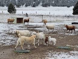 We did not find results for: Central Asian Shepherd Dogs My Experience And An Interview With An Expert On The Breed K2 The Kuvasz And Me