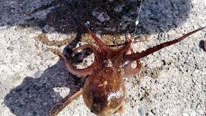 イイダコ釣り 堤防から簡単に釣れて初心者にもおすすめ