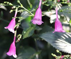 Image result for Strobilanthes hamiltoniana