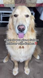 Funny Dog Moments: Buddy's Hilarious Adventures