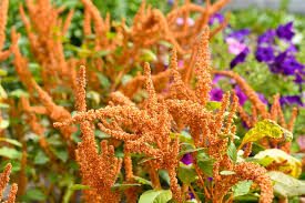 Image result for Amaranthus cruentus