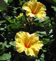 Yellow Hibiscus Bush Hibiscus Bush Hibiscus Flowers Hibiscus Plant