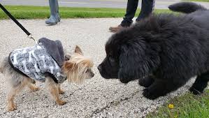 At what age do puppies learn the most? Puppy Socialization How To Raise A Friendly Dog Dogtime