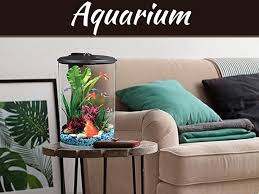 Maybe you would like to learn more about one of these? 5 Tropical Fish You Should Include In Your Aquarium My Decorative
