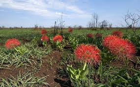 Image result for Stenostelma capense