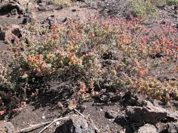 Image result for Suaeda vermiculata