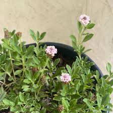 Image result for Lippia
