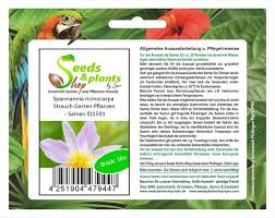 Image result for Sparrmannia ricinocarpa